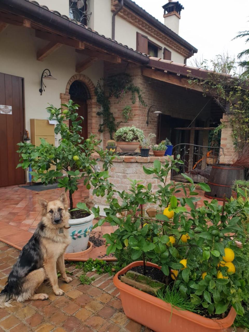 Ca' Dei Gelsi B & B Coriano Zewnętrze zdjęcie