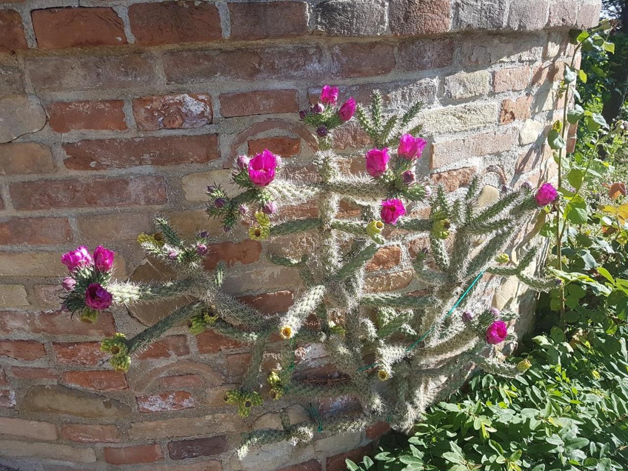 Ca' Dei Gelsi B & B Coriano Zewnętrze zdjęcie